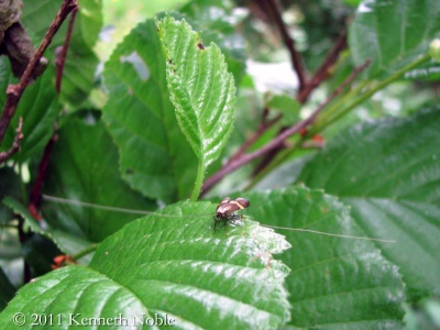 Nemophora degeerella - Kenneth Noble